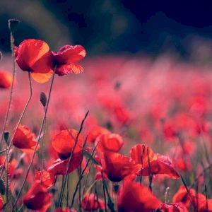 Valentine’s Day – Florist Checklist