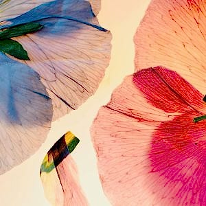 Multicultural Wedding Flowers