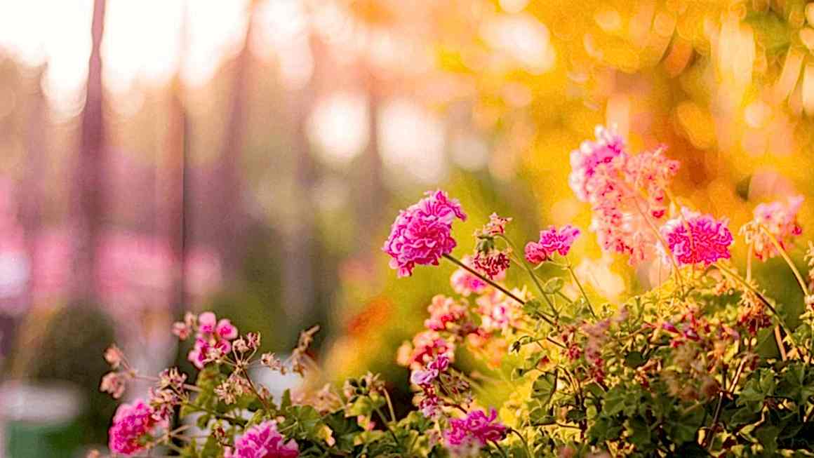 Opening A Flower Shop – Florist Tips