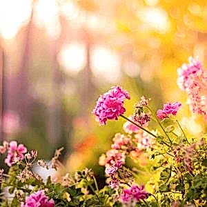 Opening A Flower Shop – Florist Tips
