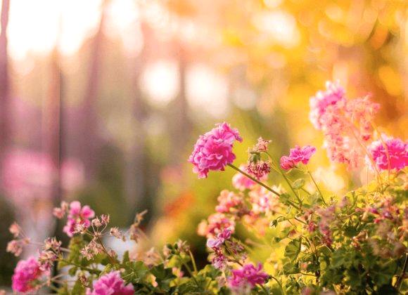 Opening A Flower Shop – Florist Tips