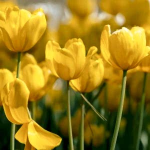 5 Reasons to Send Flowers