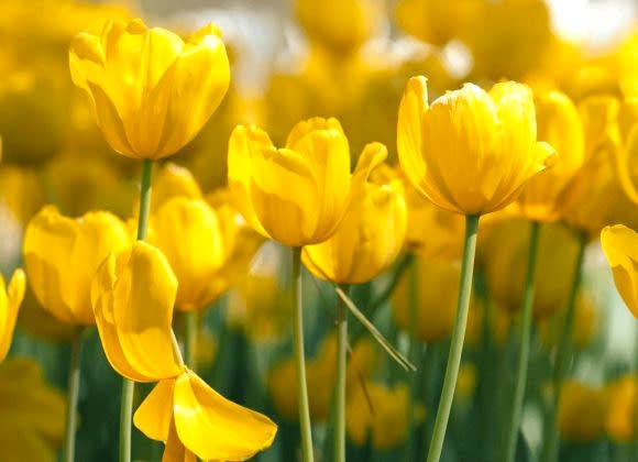 5 Reasons to Send Flowers