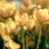 5 Reasons to Send Flowers
