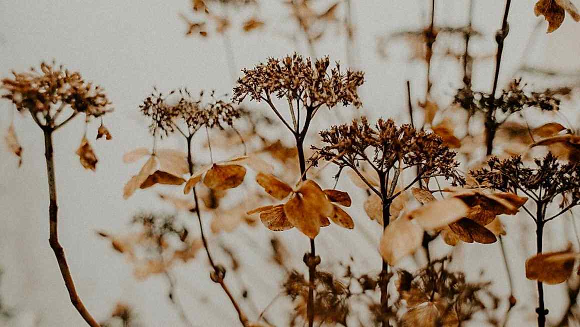 Florists Short Stories Of Inspiration