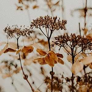 Florists Short Stories Of Inspiration