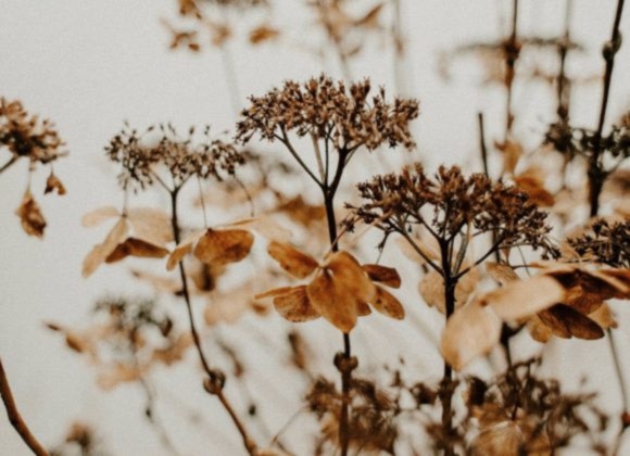 Florists Short Stories Of Inspiration